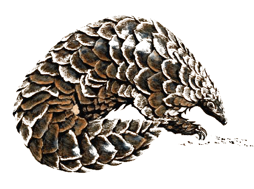 Pangolin2